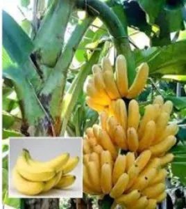 Banana